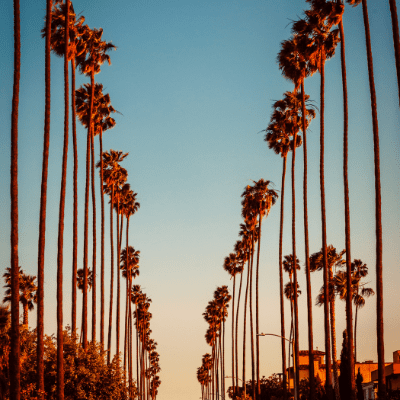 Palm trees in Los Angeles.